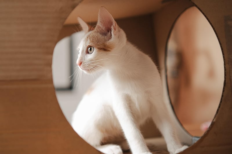 Magical Portrait